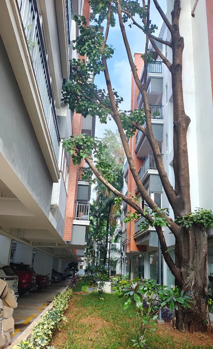 A mature tree growing between the residential buildings at Abhigna Misty Woods, JP Nagar